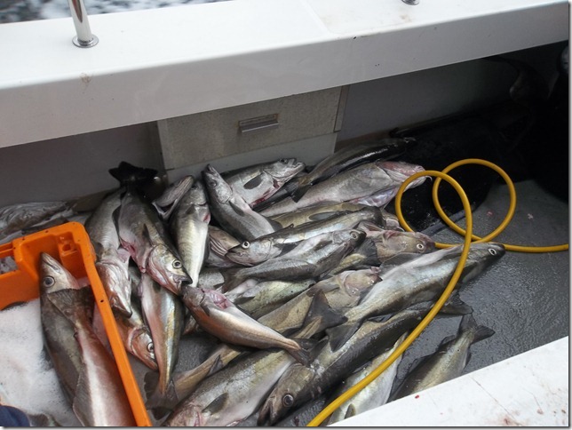 Wreck and reef fishing from Miragecharters UK Ltd based in Plymouth, Devon
